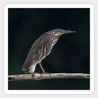 Green-Backed Heron Sticker